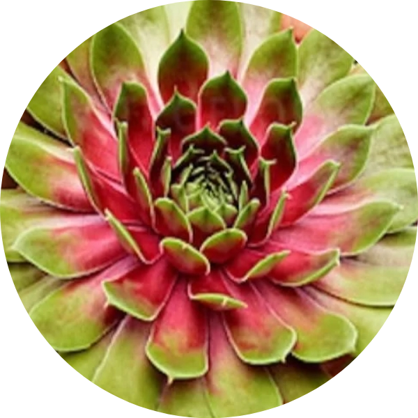 Редкая штучка