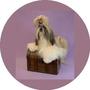 Pets Glamour