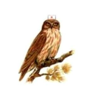 ФК Доктор Филин