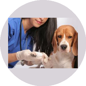 Ветеринарная клиника Добрый Доктор