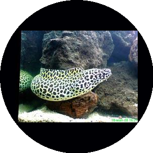 Аквадизайнер