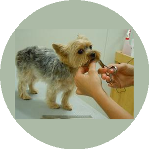 dog-spa&Beauty-салон