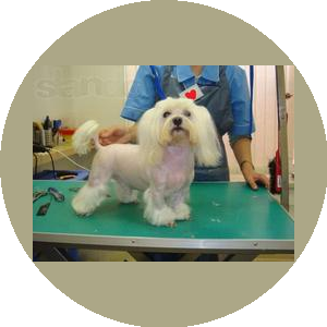 Кололёв Илья (Мosgroomer)