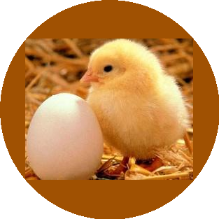 Птицефабрика Костромская