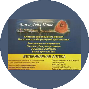 Чип и Дейл Плюс