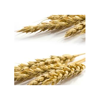 Виталмар Казахстан