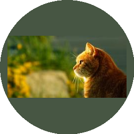 Ветеринарная клиника Шелти