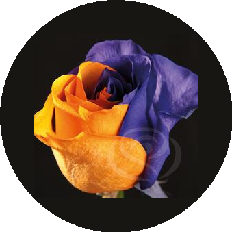 Lale Flowers