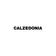 CALZEDONIA (ИП Плотникова Александра Евгеньевна)