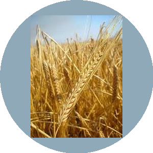 Учебно-опытное хозяйство Кубань КубГАУ