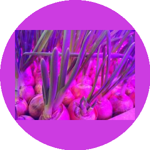 Группа компаний ЦветыОвощи