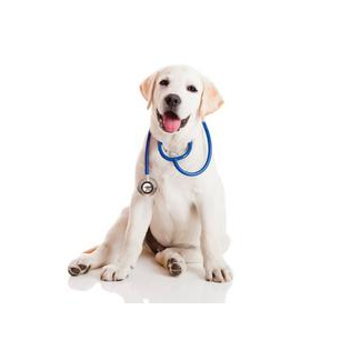 Ветеринарная клиника «Айболит»