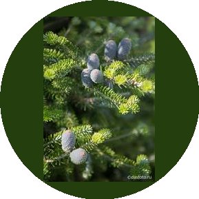 Ландшафтное бюро Кедр