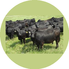 КХ Сейдахметов