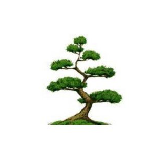 Стандарт-орто