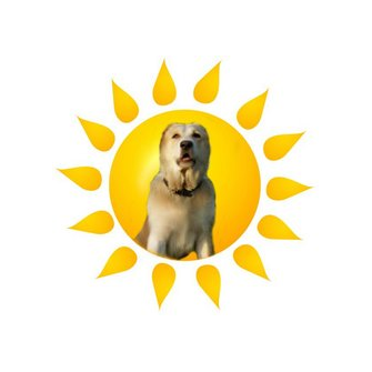 Ветеринарная клиника 9 Жизней