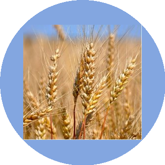 Магнат Грейн