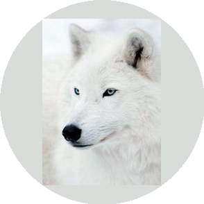 Таксопарк Белый волк