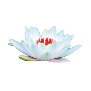 ГК Экологические изыскания и решения