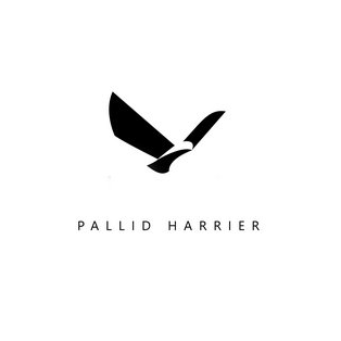 Pallid Harrier