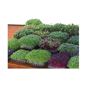 Правильная зелень