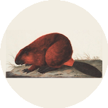 Гавриш Никита Викторович