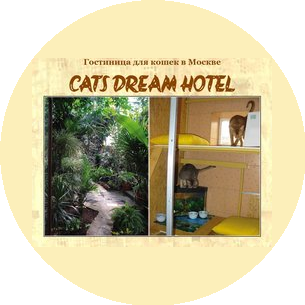 Cats Dream Hotel