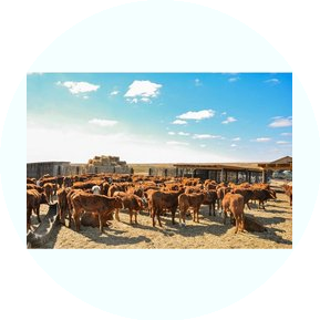 Агрофирма Желторангы