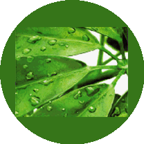 New Dimension,ТОО