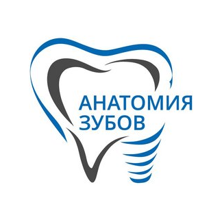 Стоматология Анатомия зубов