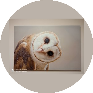 Санкт-Петербургская объединенная коллегия адвокатов Невская