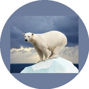 BearFotos