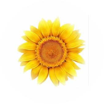 Цветы на ул. Киевской, 5