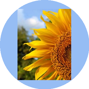 Sweet Dreams (ИП Комкова Людмила Олеговна)