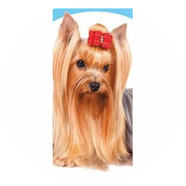 Зоосалон Милый пёс