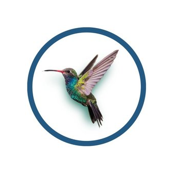 Колибри Дент