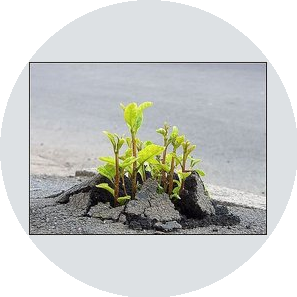 Потребительское общество Ирий Сад Санкт-Петербург