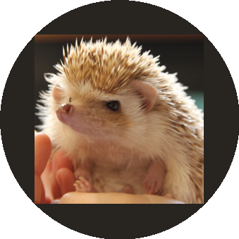 Зоопространство ЭКЗО (ИП Щетинина Юлия Денисовна)