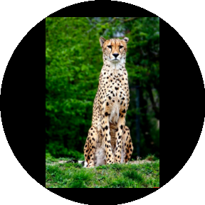 Гепард-Логистик