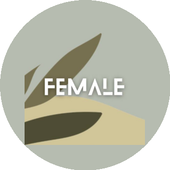 Female beauty room