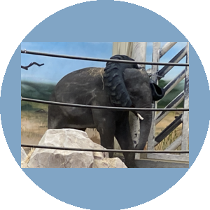 МБУК Казанский Зооботсад