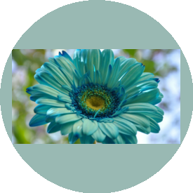 ШОПОГОЛИК.РУ ФЭШН