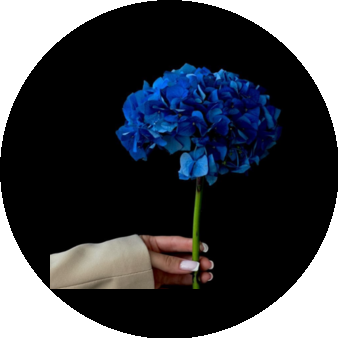 Y&Y Flowers