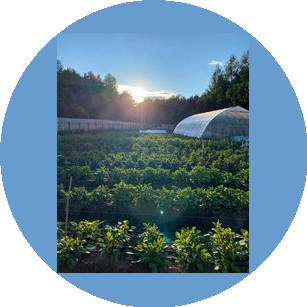 Fiori Farm
