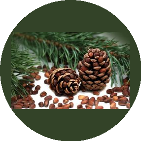 Лесное Царство