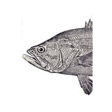 РОСТ Аквакультура