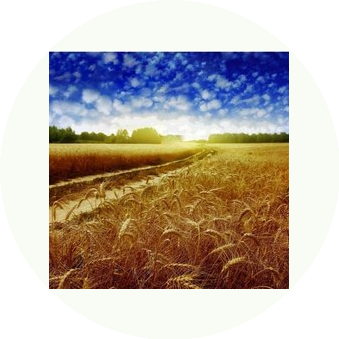 Грибов Виктор Владимирович