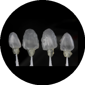 Строев Никита Витальевич