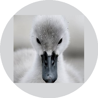 Уткина Анастасия Евгеньевна