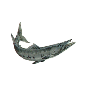 Premiummarine